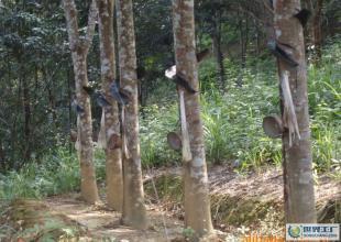 建筑裝修裝飾工程,園林古建筑工程_二手設(shè)備轉(zhuǎn)讓_世界工廠網(wǎng)中國(guó)產(chǎn)品信息庫(kù)